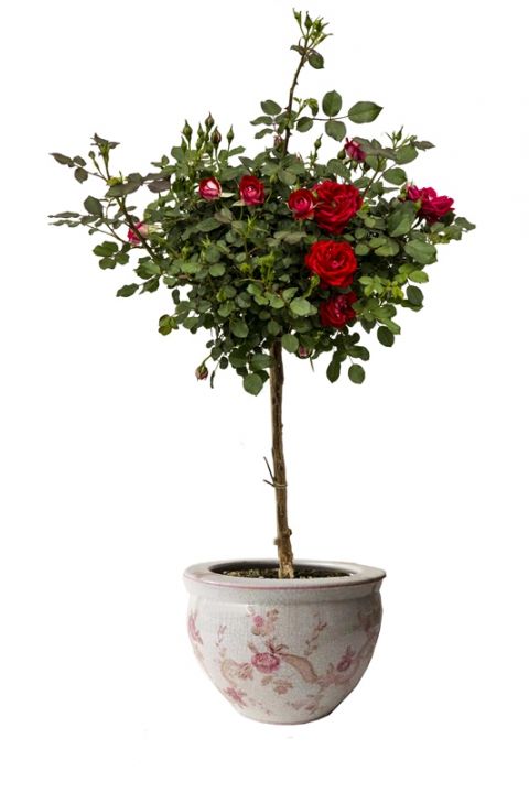 Cachepot "Armonia di Rose"