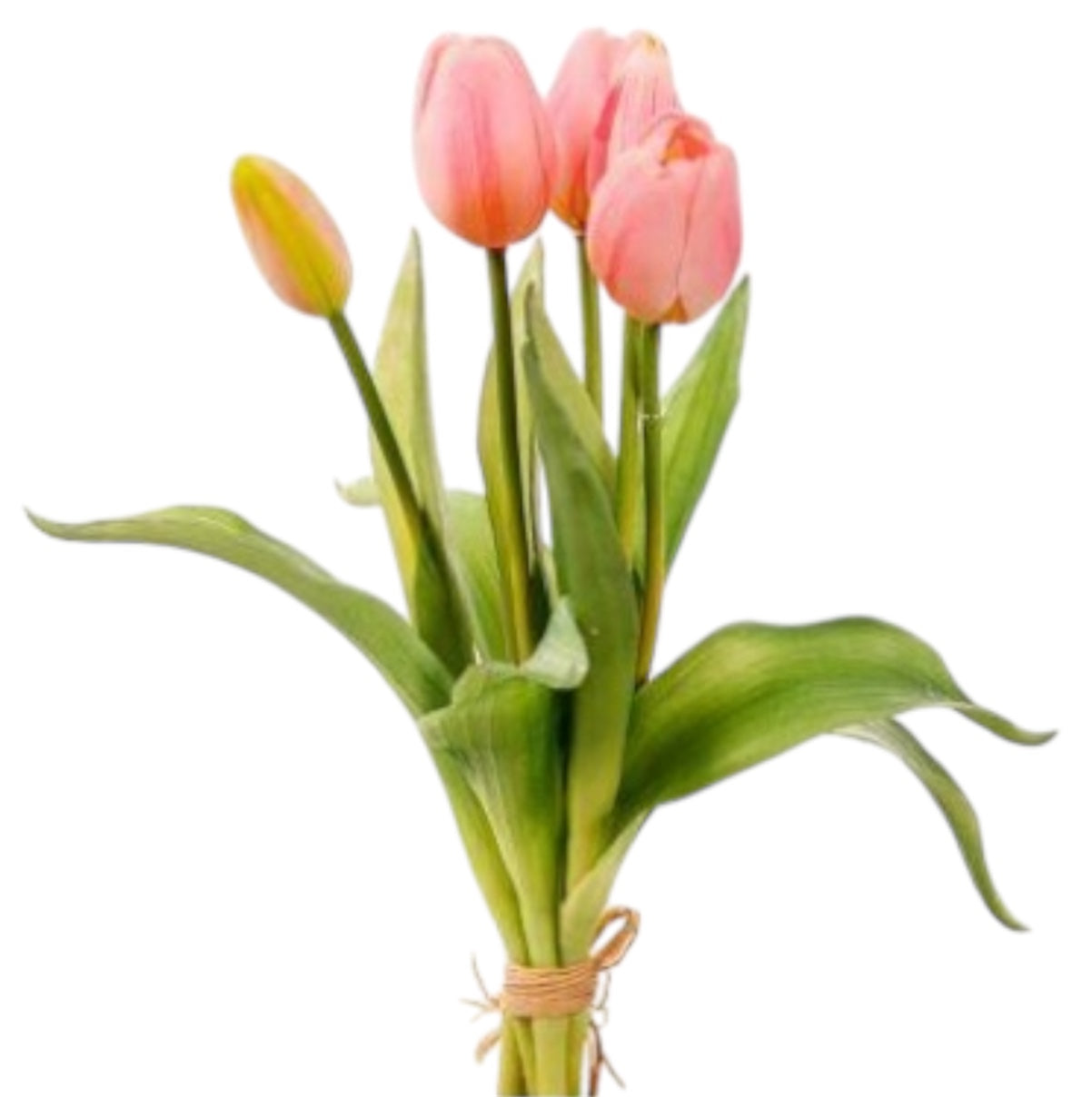 Mazzolino Tulipani “Natural Touch”