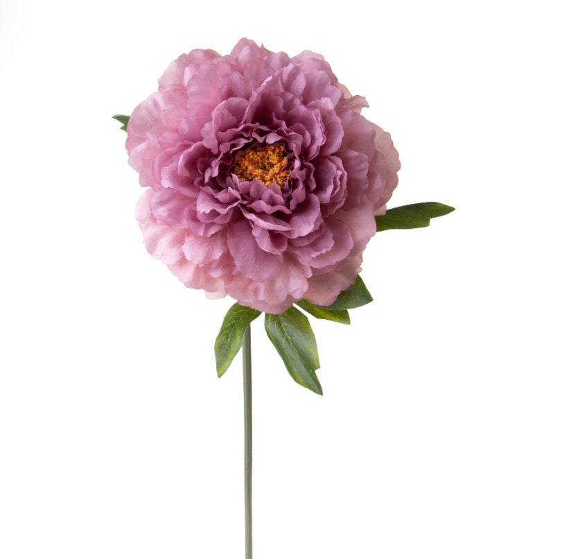 Fiore malva “Peonia”