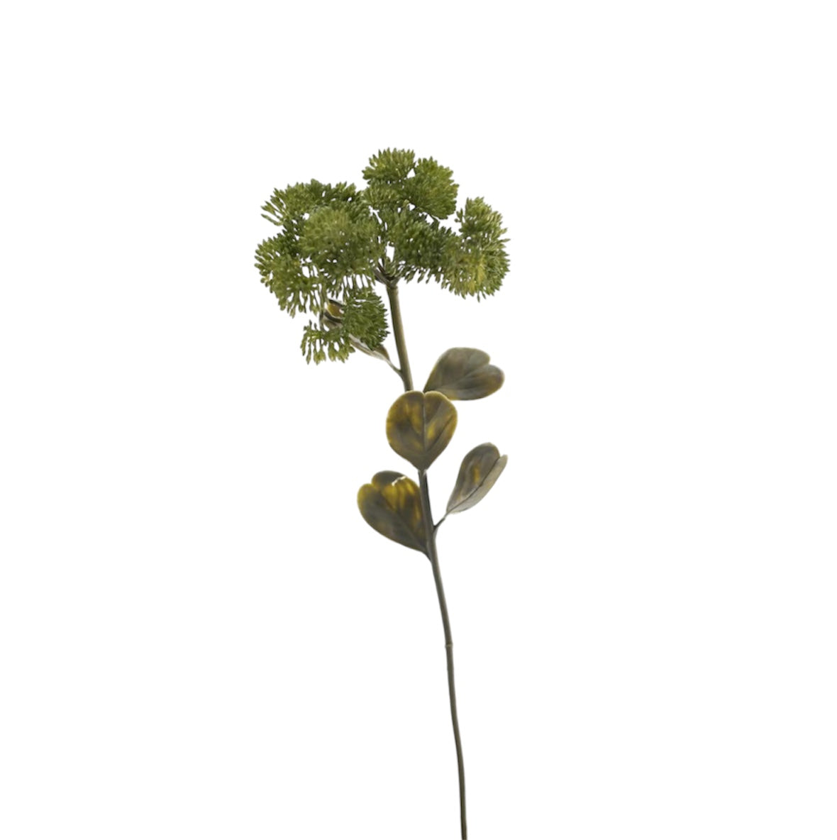 Spray singolo “Sedum”