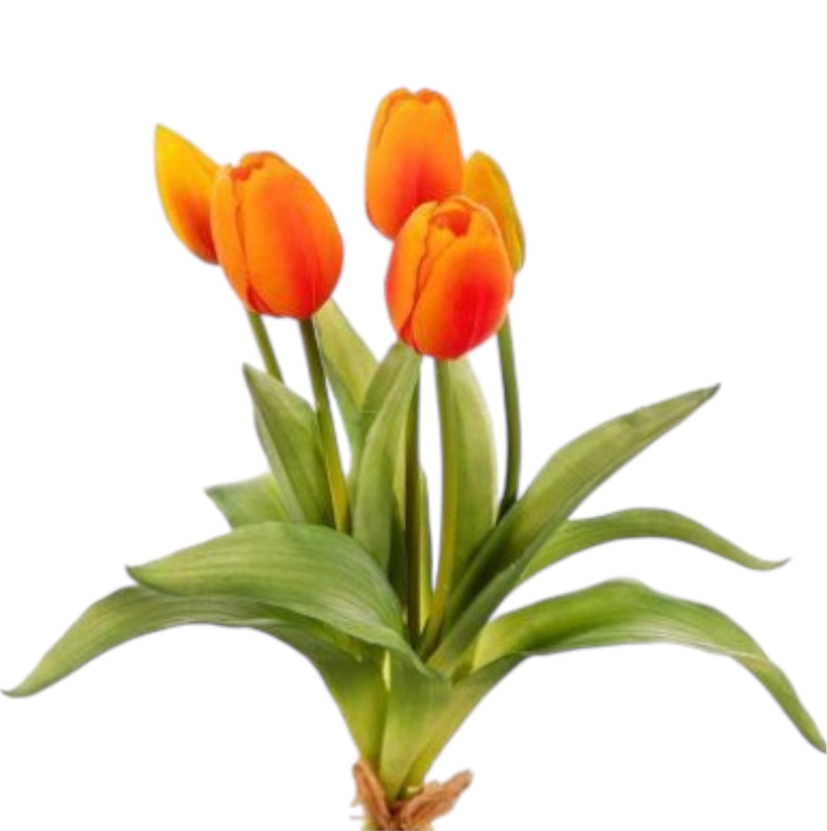 Mazzolino Tulipani “Natural Touch”