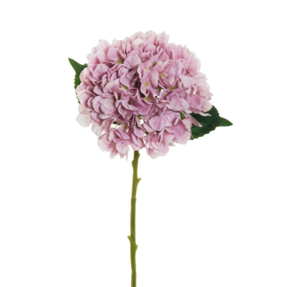Ortensia “Juliet”