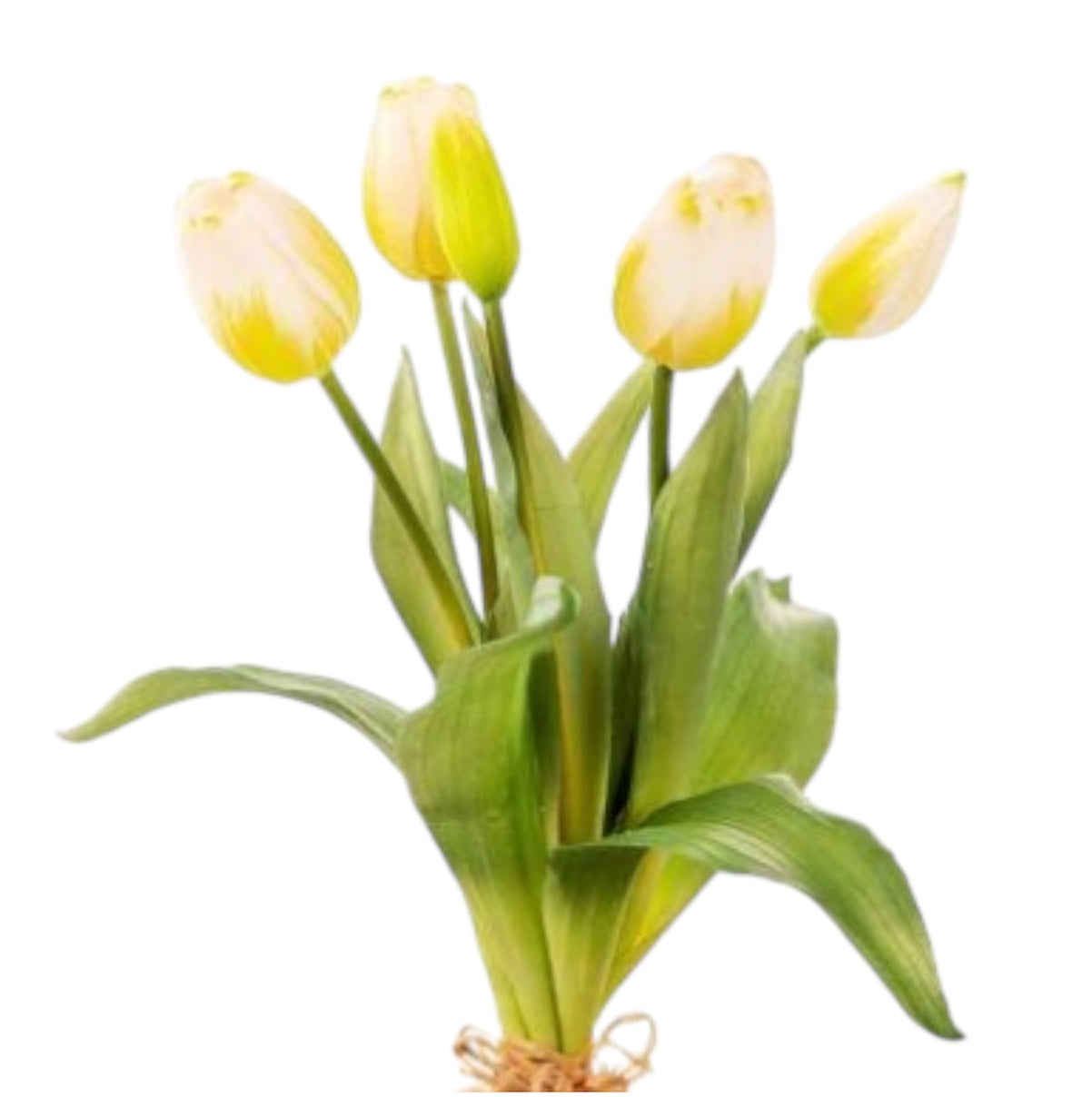 Mazzolino Tulipani “Natural Touch”