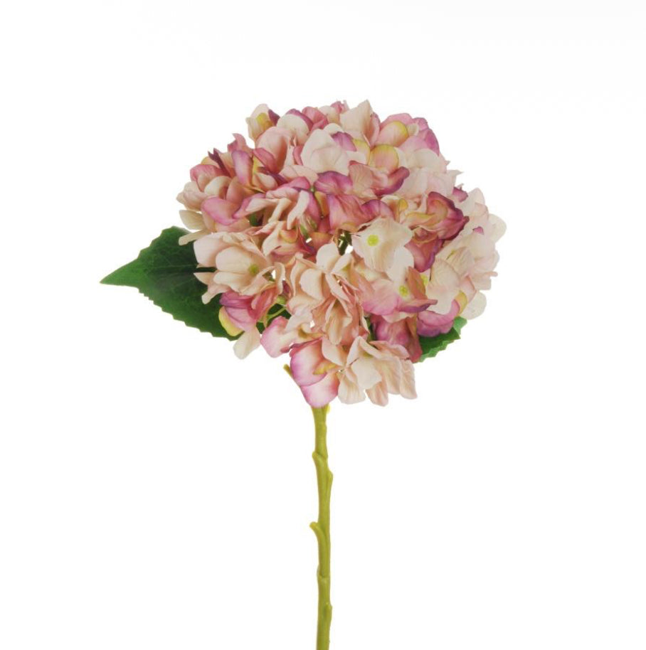 Ortensia “Juliet”