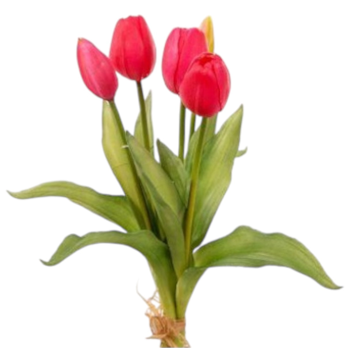 Mazzolino Tulipani “Natural Touch”