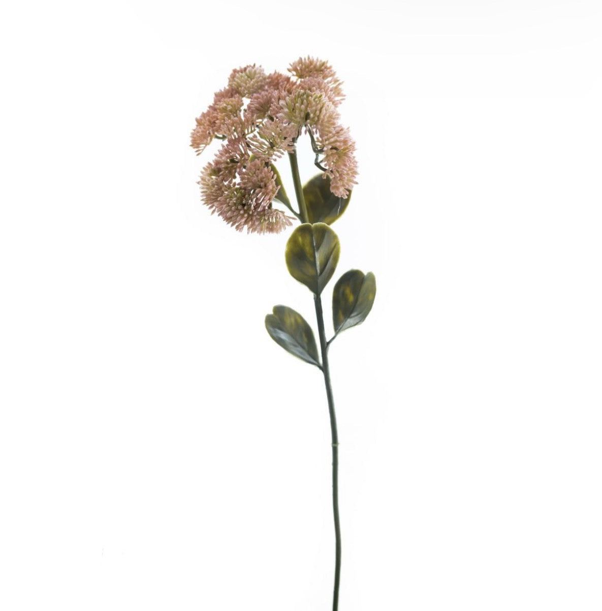 Spray singolo “Sedum”