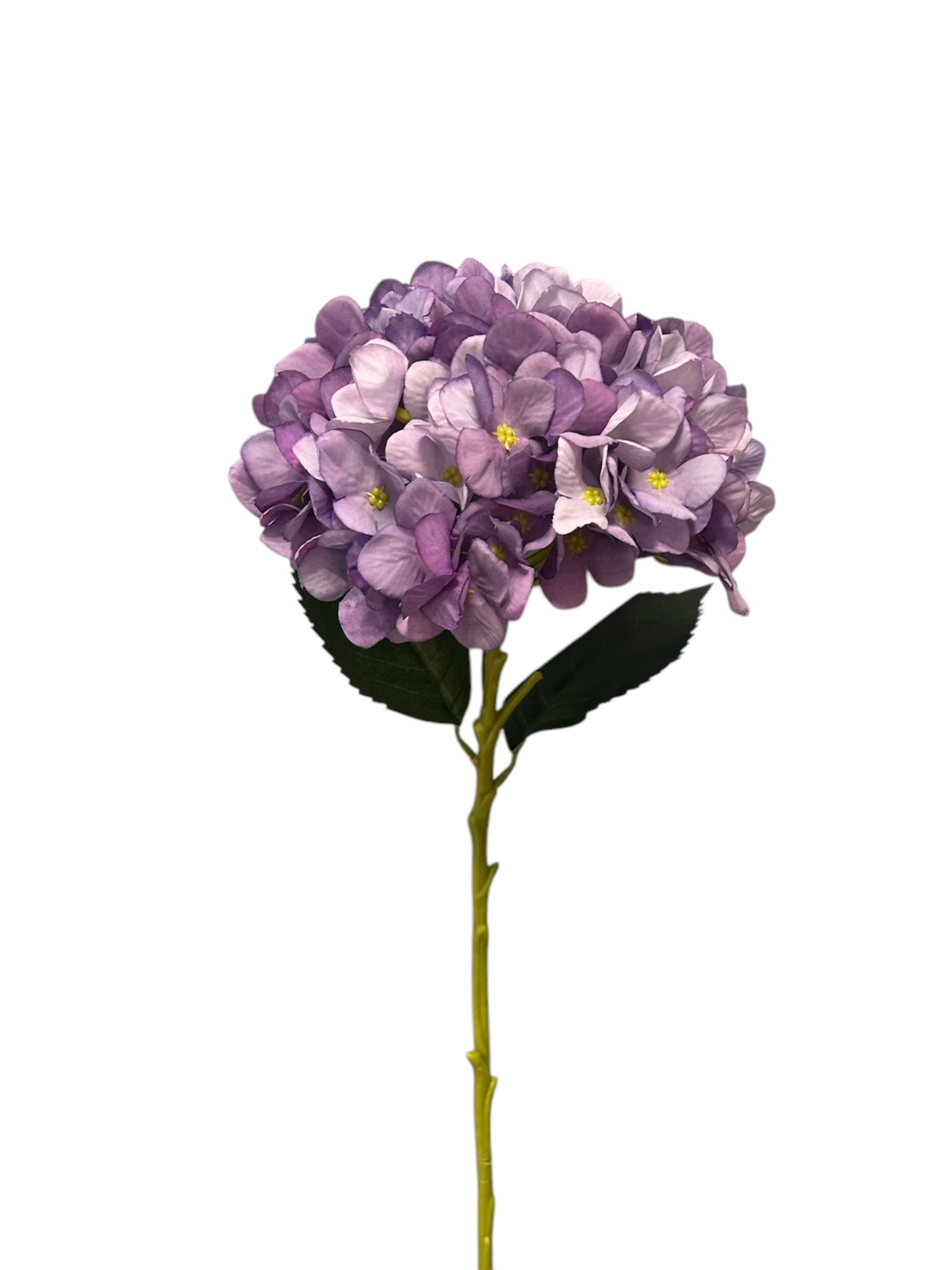 Ortensia “Juliet”
