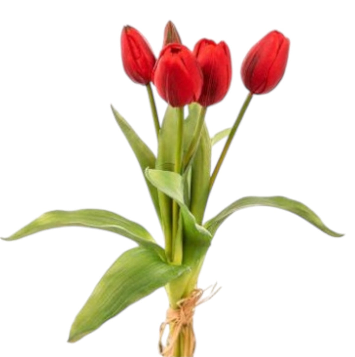Mazzolino Tulipani “Natural Touch”