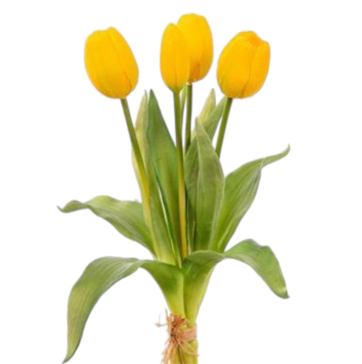 Mazzolino Tulipani “Natural Touch”