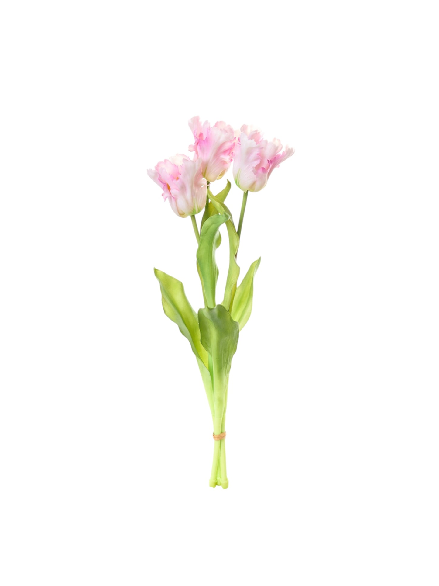 Tulipani “Pappagallo”