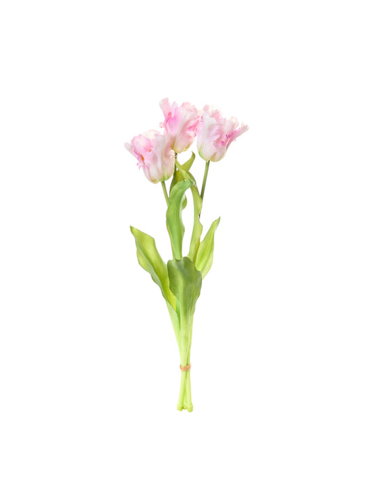 Tulipani “Pappagallo”