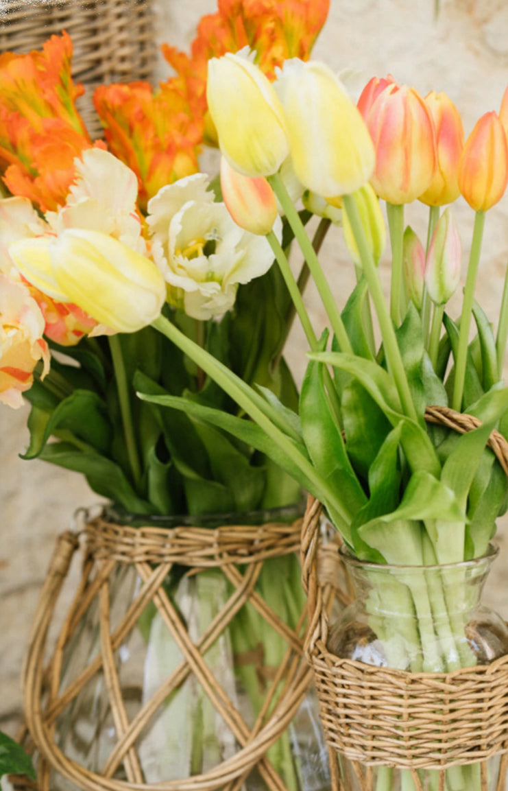 Tulipani “Pappagallo”