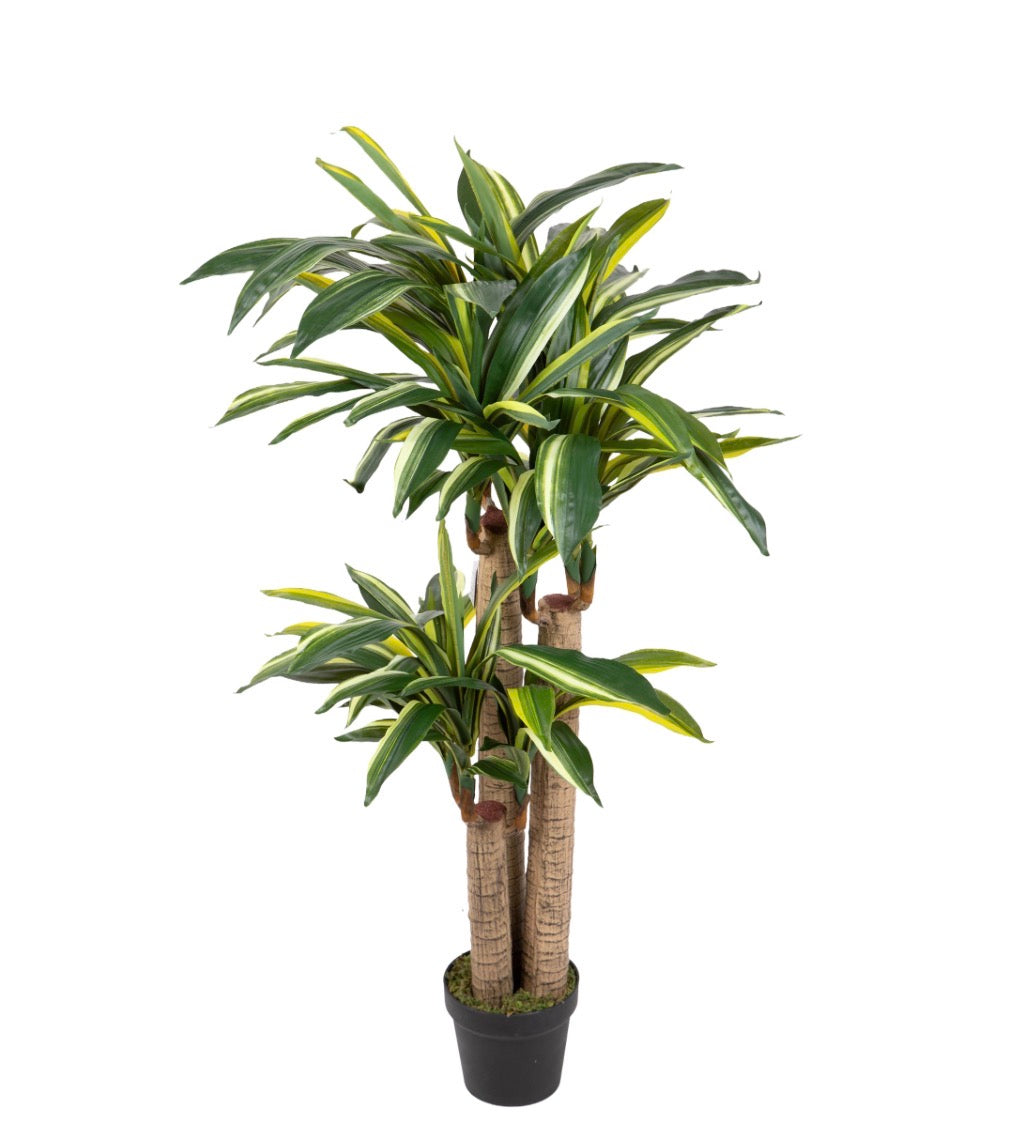 Pianta “Tronco felicità”