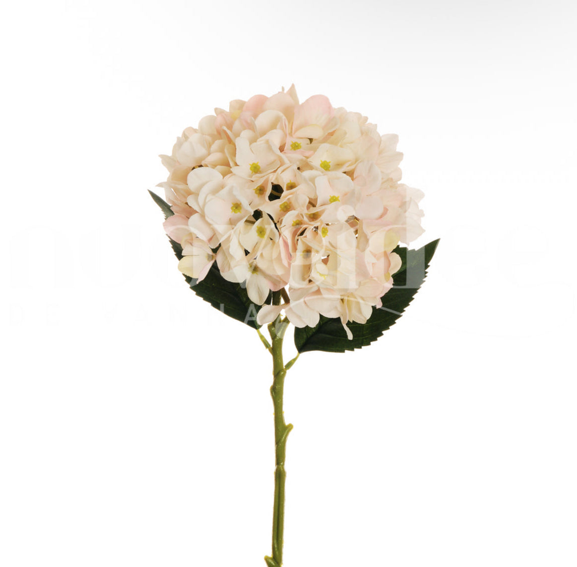 Ortensia “Juliet”