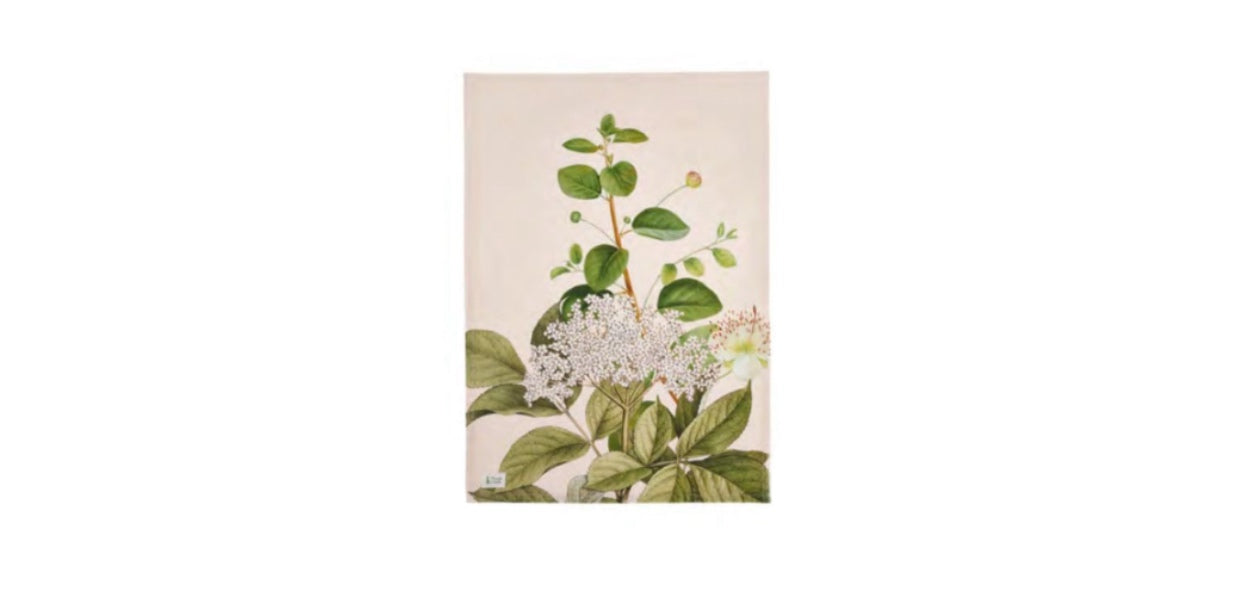 Strofinaccio “Herbarium”