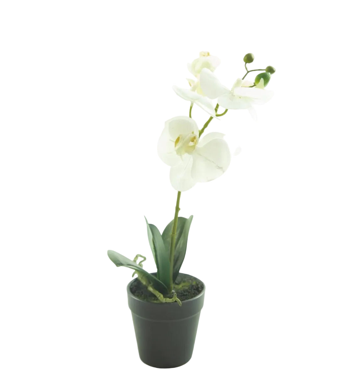 Pianta phalenopsis “Ortensia”
